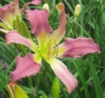 Kathy's Orchid Bouquet